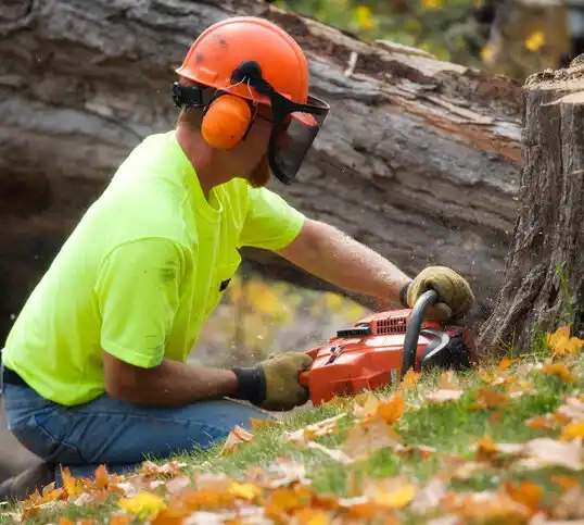 tree services Highland Holiday